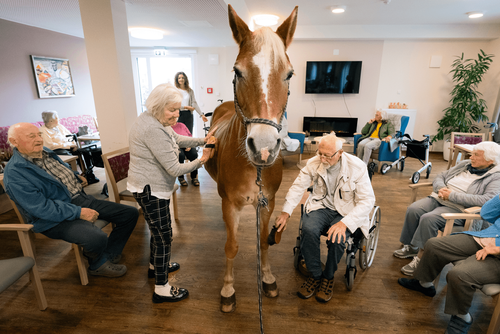Geduldig l sst sich „Wega“ im Speisesaal der Seniorenresidenz „Hyggegarten“ in B ckeburg von Brigitte Friederichs (70) und Wilhelm Zimmermannn (96) striegeln. Der Besuch der braunen Haflinger-Stute ist f r die alten Menschen eine willkommene Abwechslung zum Alltag im Altersheim. Sie k nnen das Pferd f ttern, streicheln und striegeln.